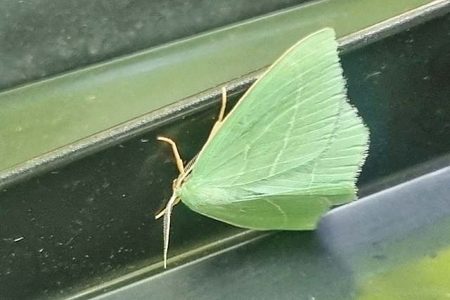 Tere Zomervlinder